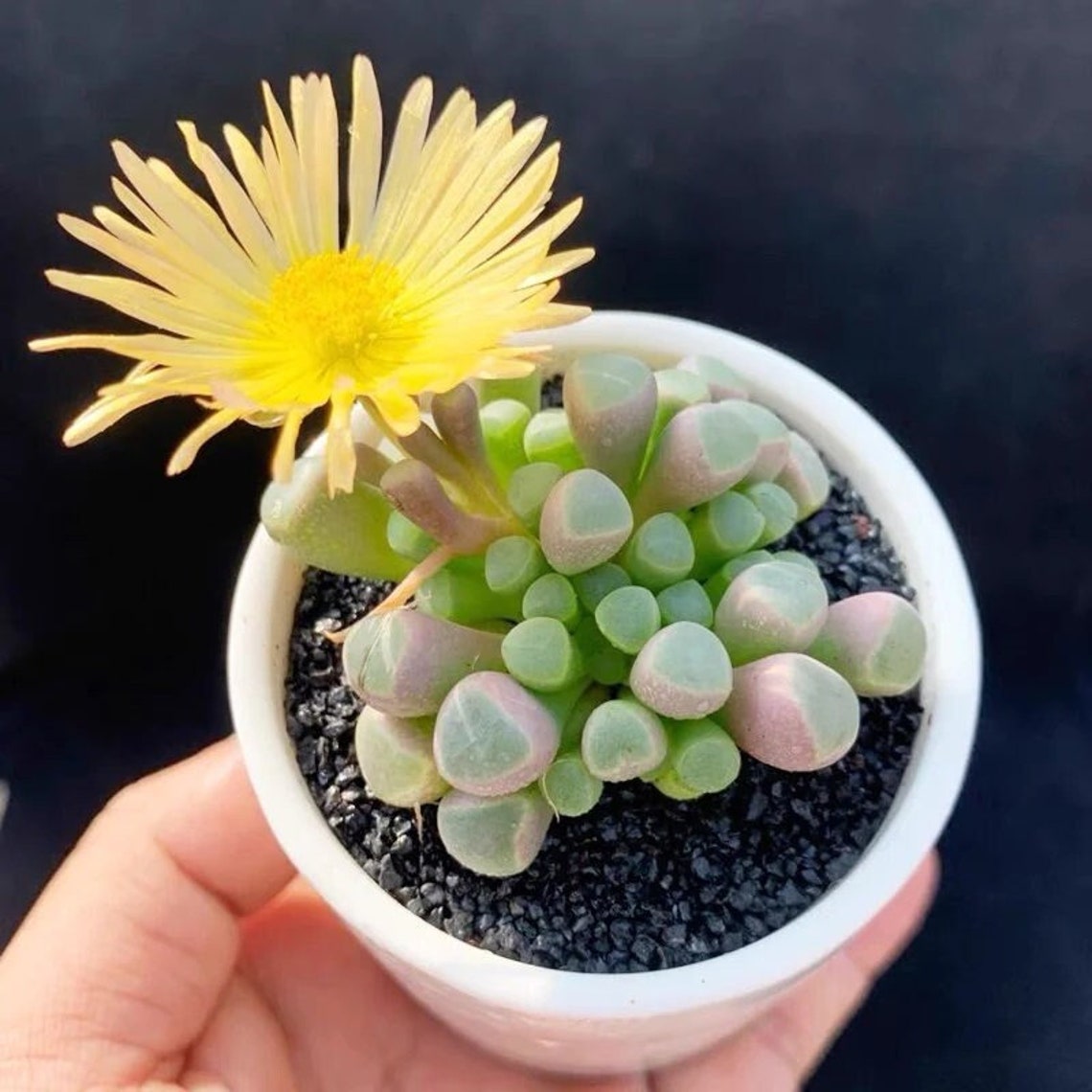 a tiny Baby Toes plant with a yellow bloom.

