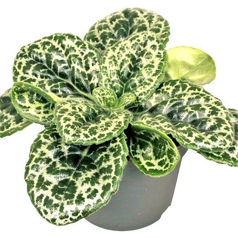 Streptocarpus 'pretty Turtle' Plant Succulent Live - Etsy
