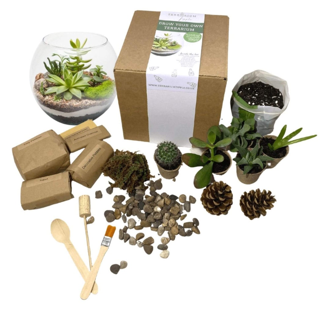 DIY Terrarium Kit With Plants. You Can Personalise This Ecofriendly