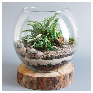 DIY Terrarium kit with plants and rustic wooden log plinth. Personalised Eco-friendly gift. Make at home Terrarium Starter kit present