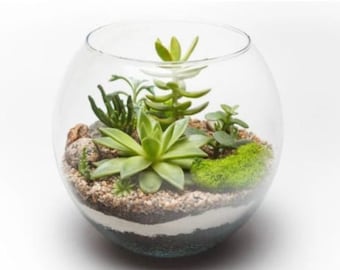 Terrarium kit. Customised Eco-friendly gift. Make at home Terrarium Starter kit. DIY Terrarium kit. Cactus and Succulents. Personalise gift.