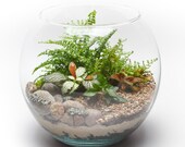 Terrarium kit with plants. Customised Eco-friendly gift. Make at home Terrarium Starter kit. DIY Terrarium kit. Cactus and Succulents