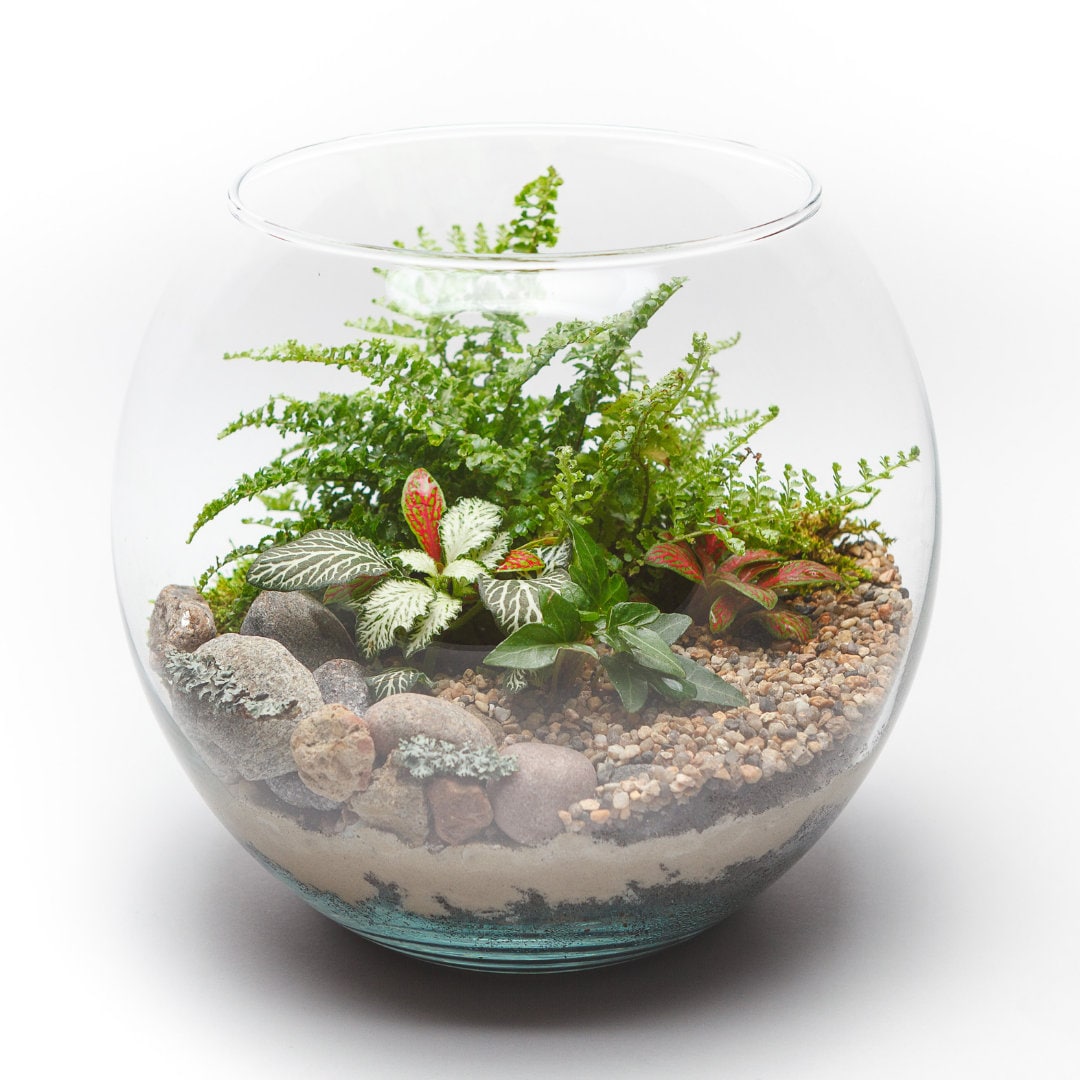 Terrarium Kit With Plants. Customised Ecofriendly Gift. Make at Home