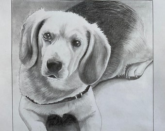 May include: A black and white pencil drawing of a Beagle dog looking directly at the viewer. The dog is lying down with its front paws extended in front of it. The drawing is signed "Alex Leigh" in the bottom right corner.