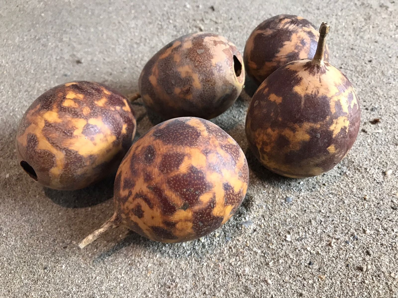 Lot de 5 Calebasses Lagenaria