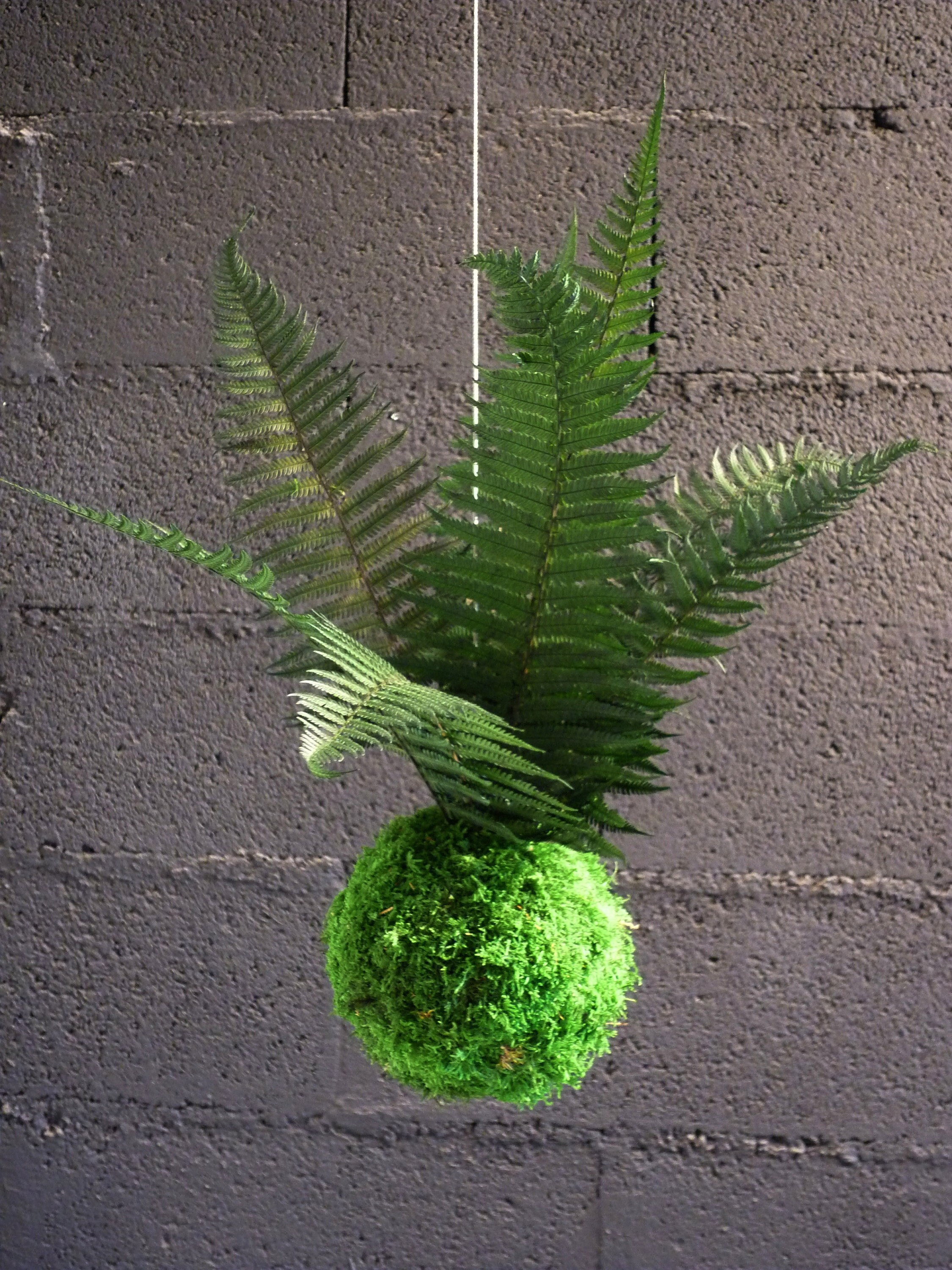 Kokedama Fougère Roche