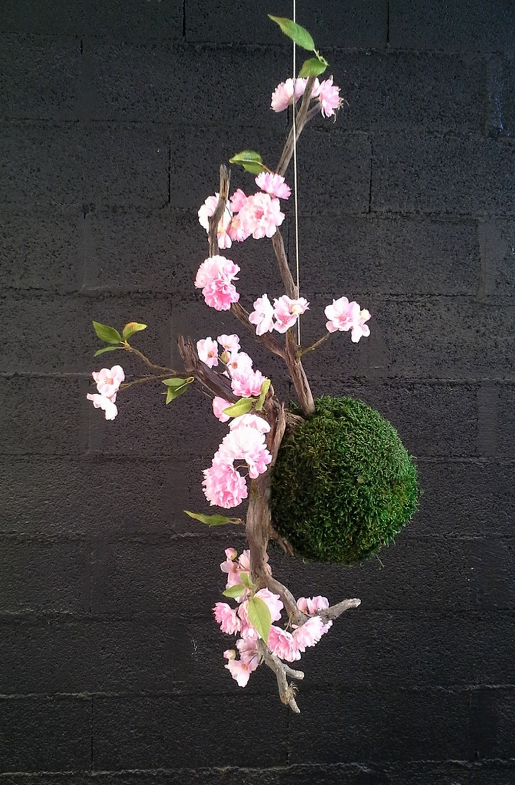 Kokedama en Cerisier Du Japon