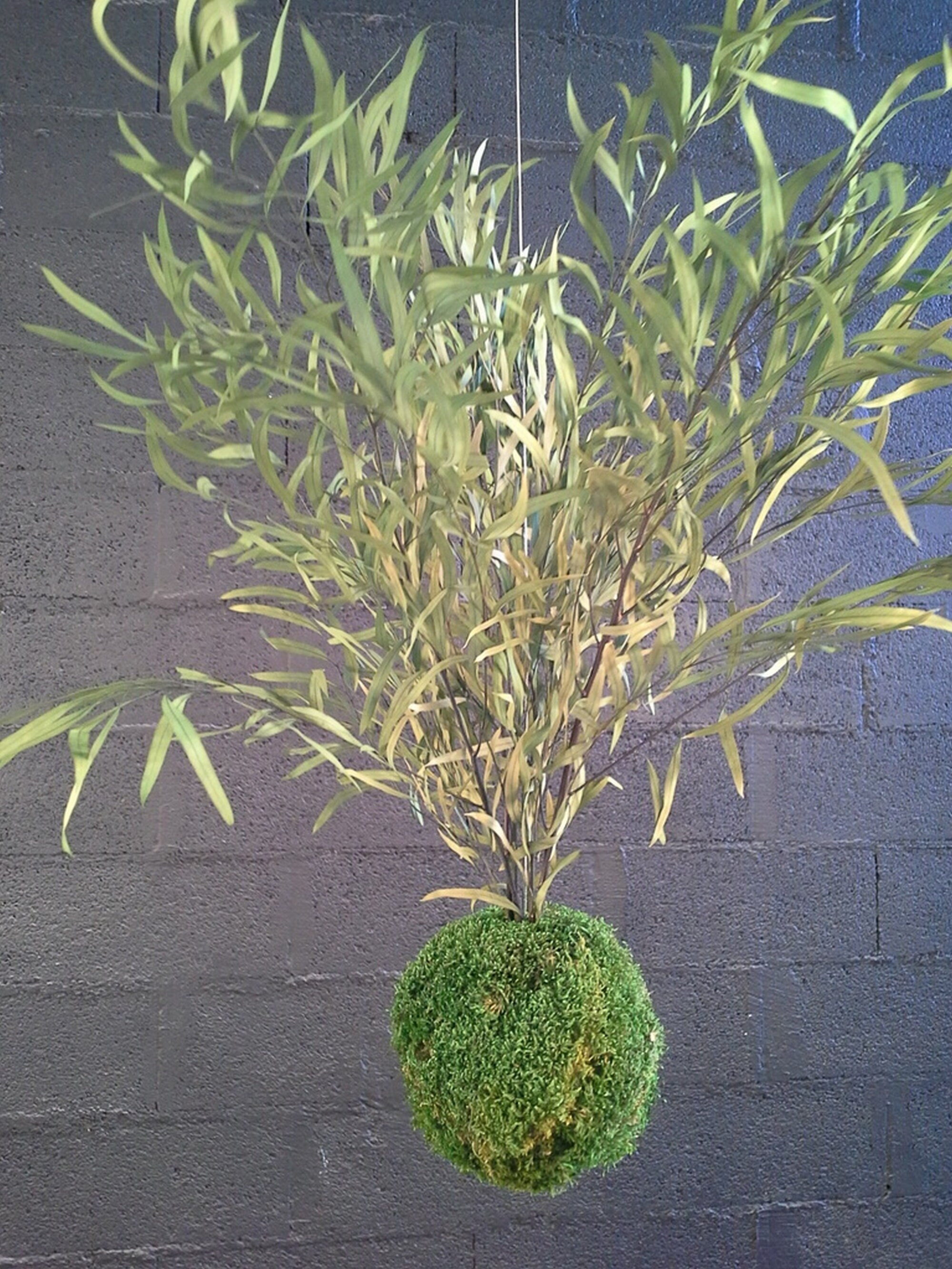 Kokedama en Eucalyptus Nicolly Vert