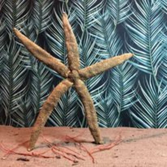 Etoile de Mer Military Starfish