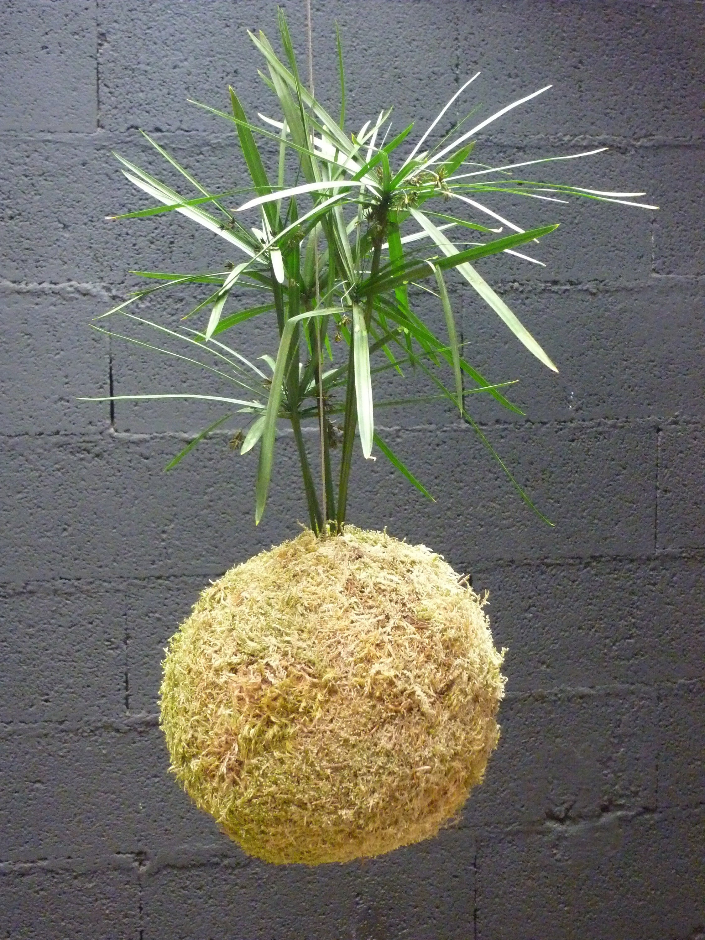 Kokedama Papyrus