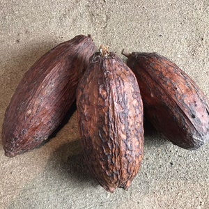 Set of 3 cocoa pods, they are dry pods so no seeds.