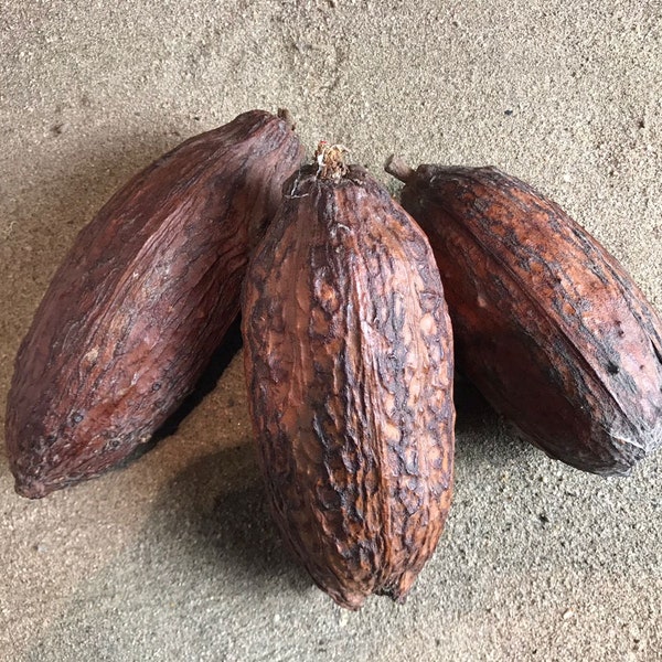 Lot de 3 Cabosses de Cacao, ce sont des cabosses seches donc pas de graines.