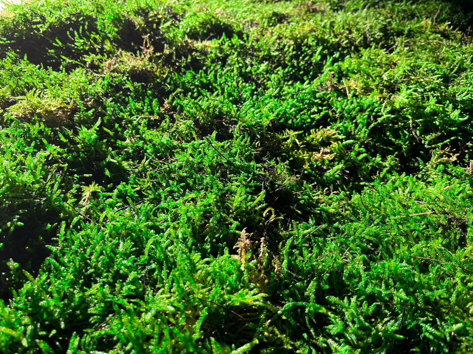 Mousse Fougère/Lycopodium Stabilisée Verte | 2Kg