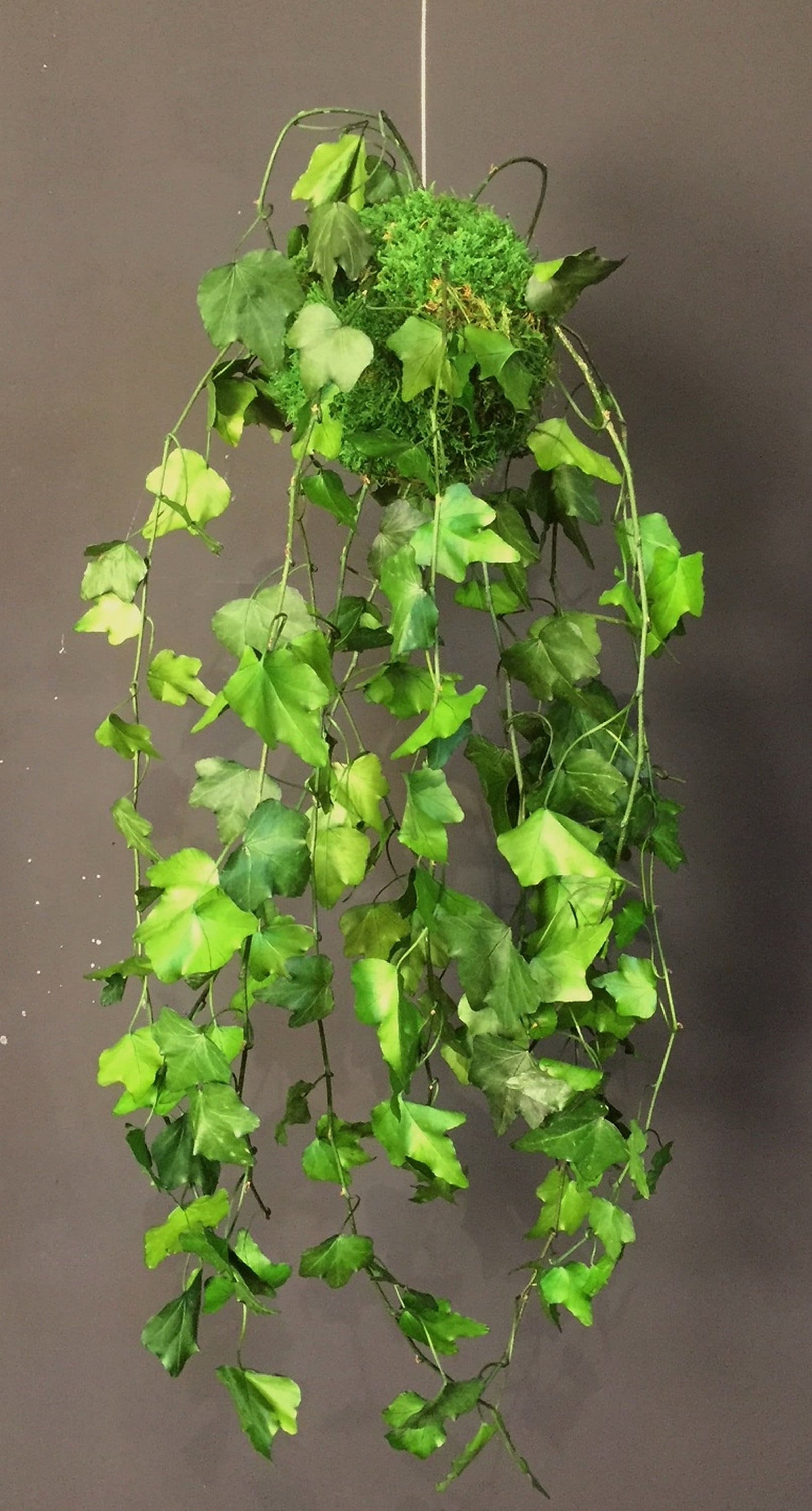 Kokedama Lierre Suspendu