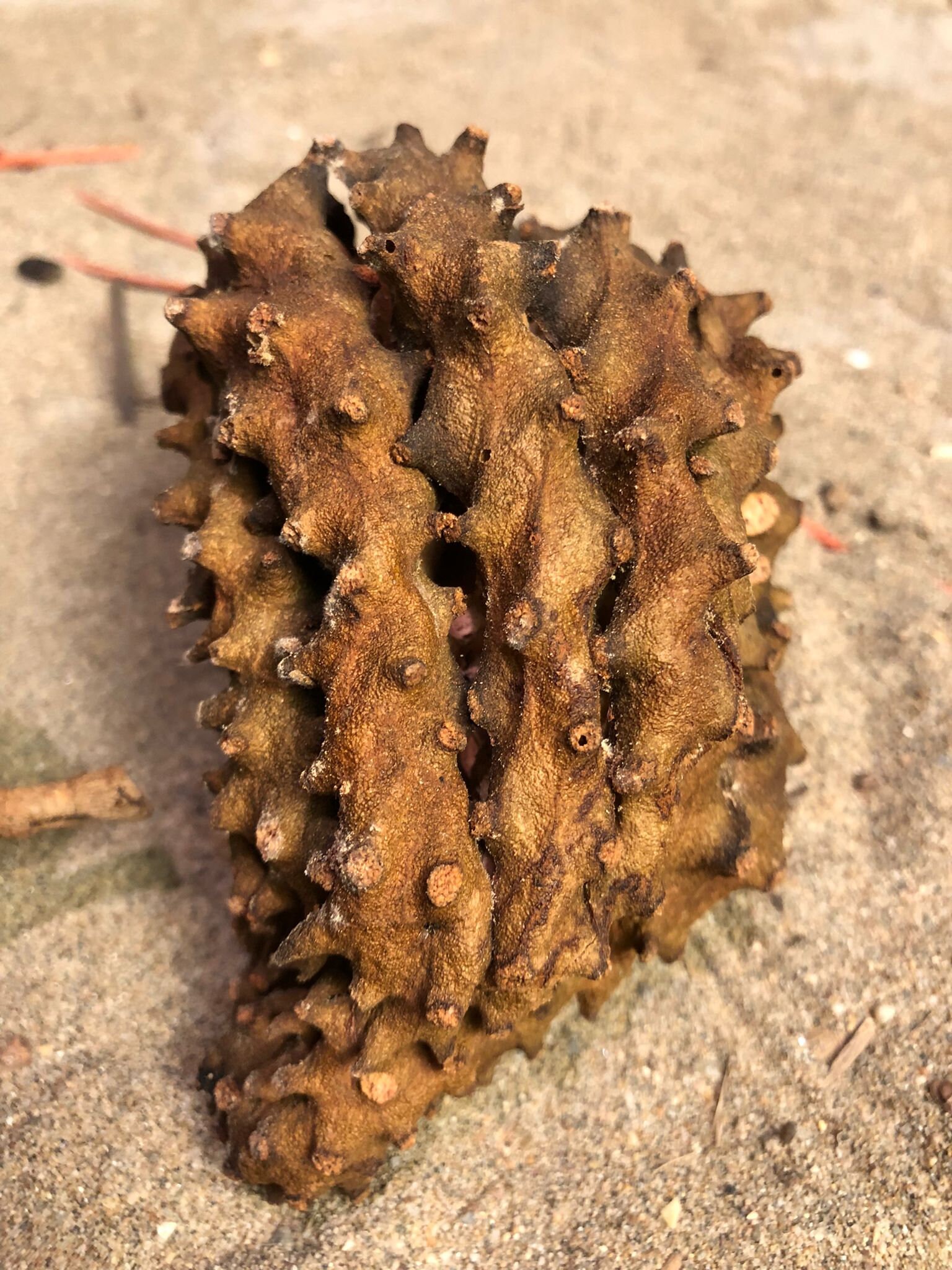 Lot de 5 Fruits Du Dragon/ Pitaya