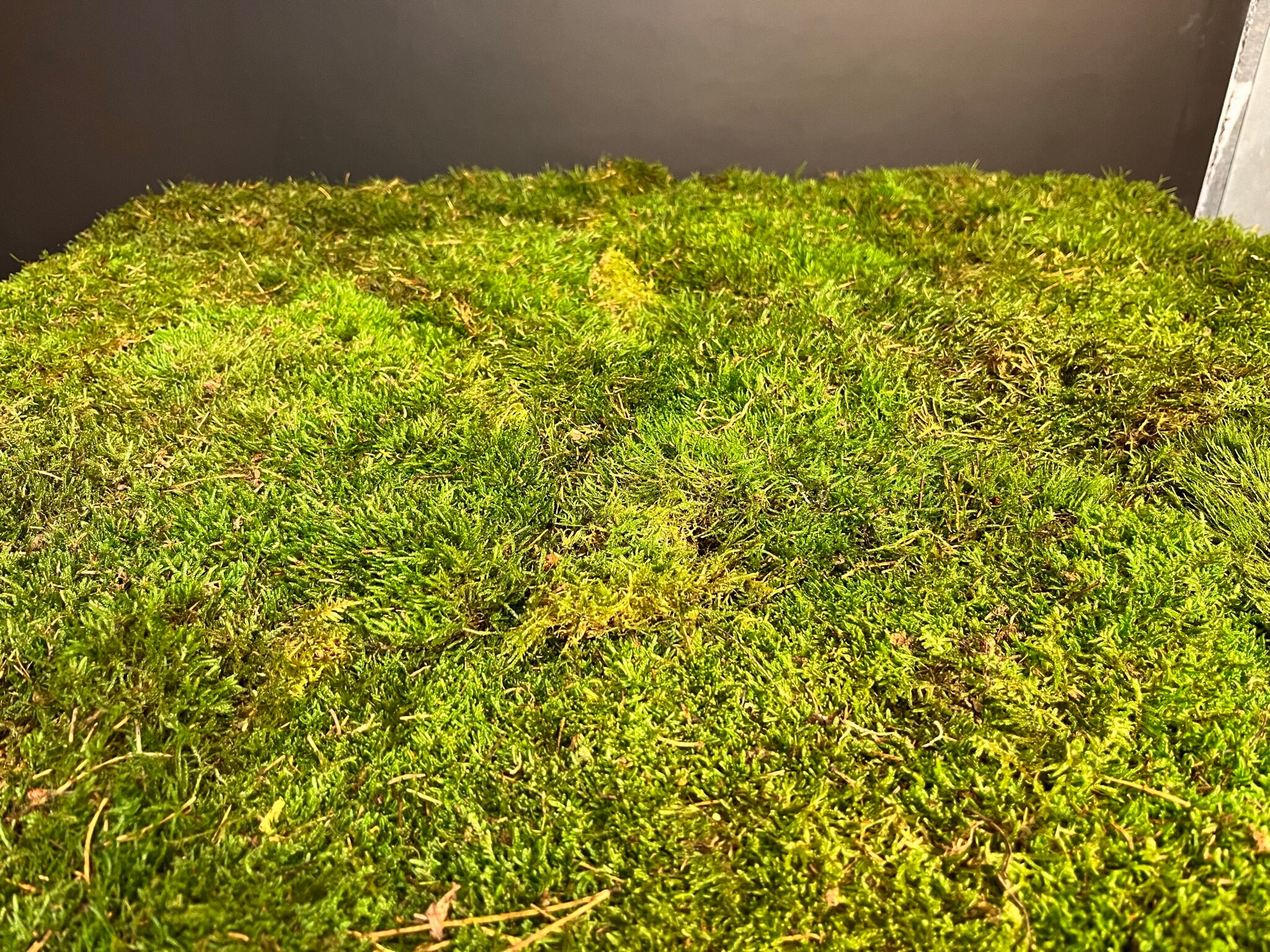 Mousse Plate Stabilisée Vert