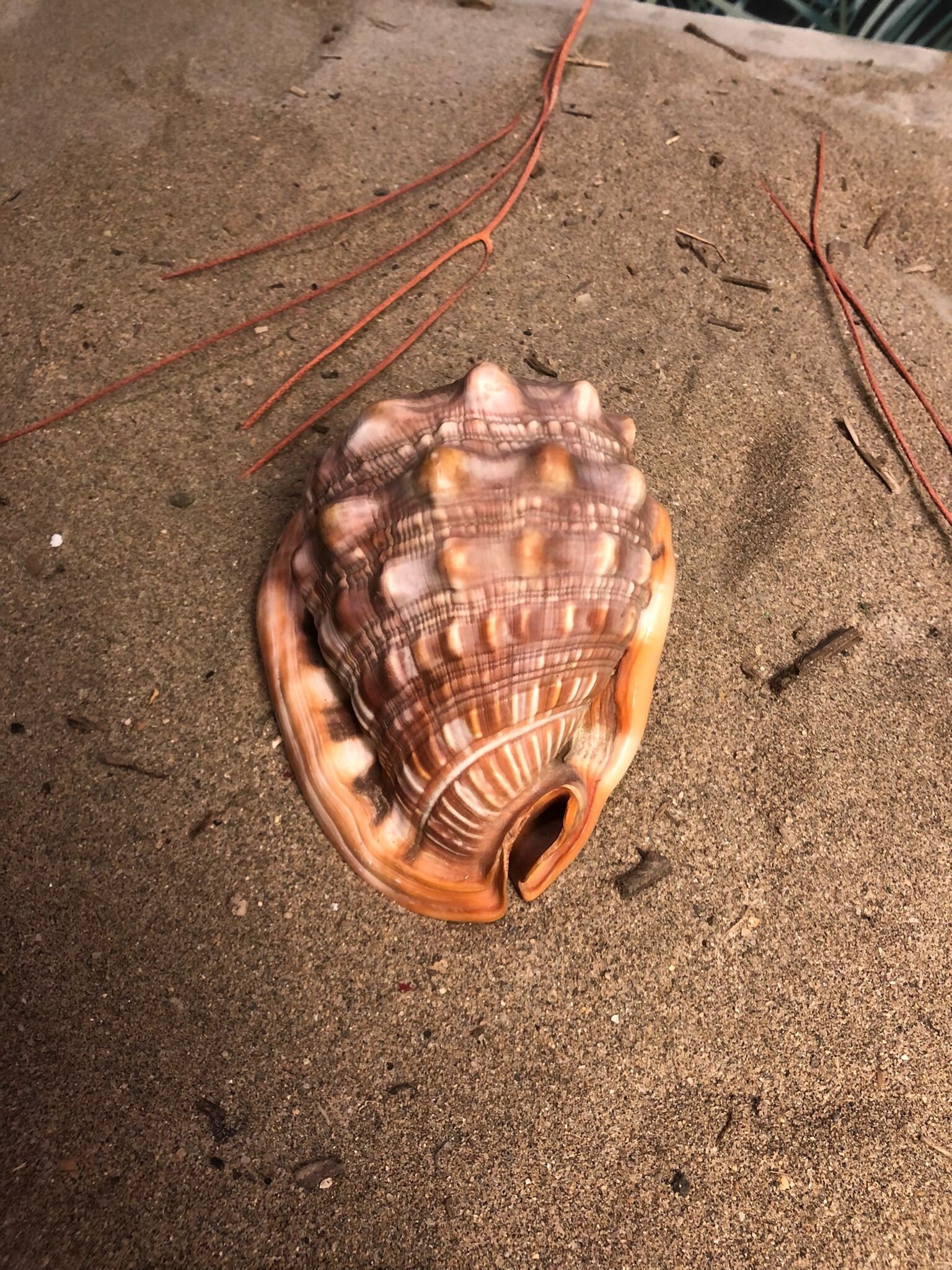 Coquillage Cassis Rufa | Cypraecassis Rufa