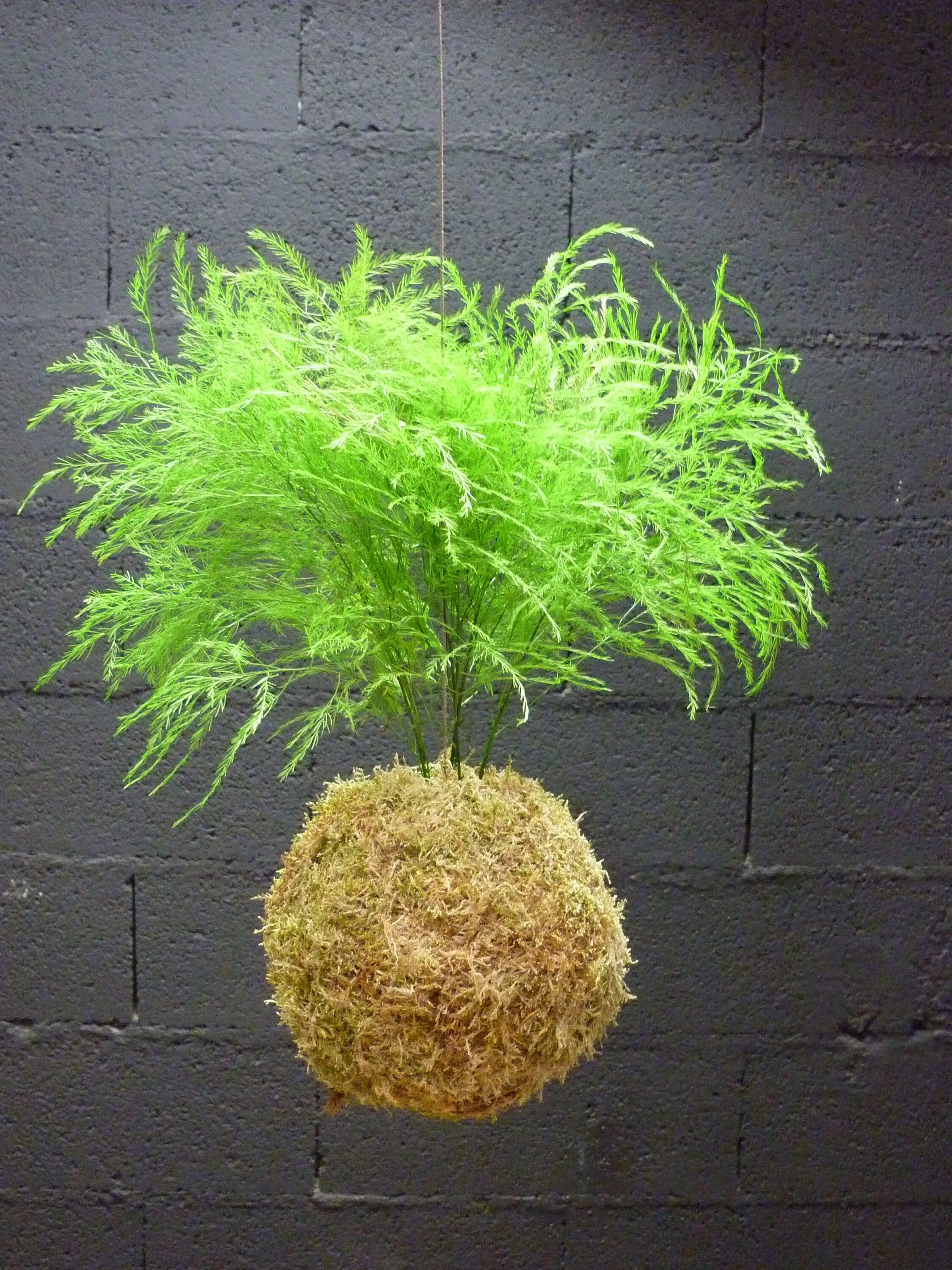 Kokedama Tree Fern