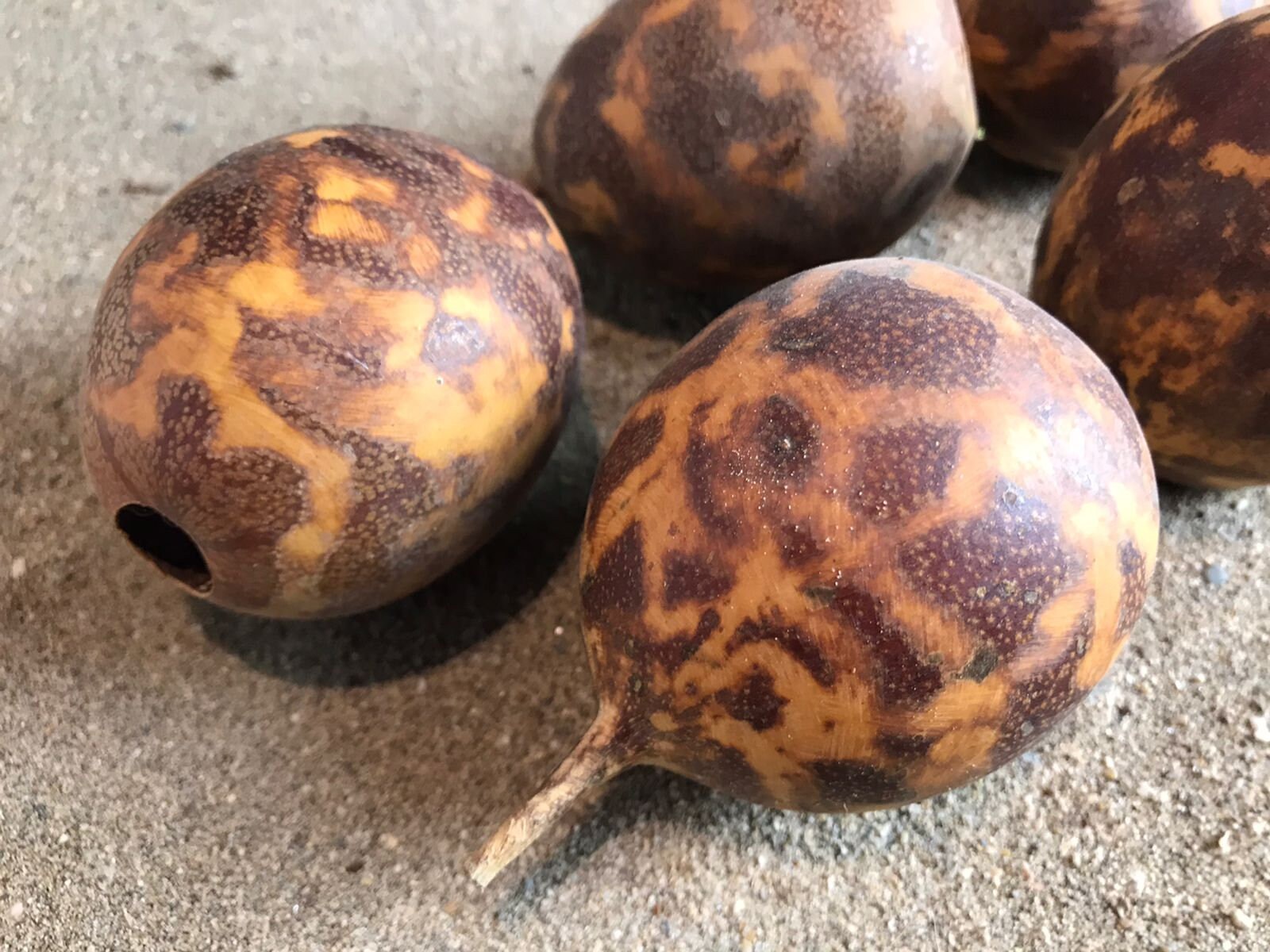 Lot de 3 Calebasses Lagenaria