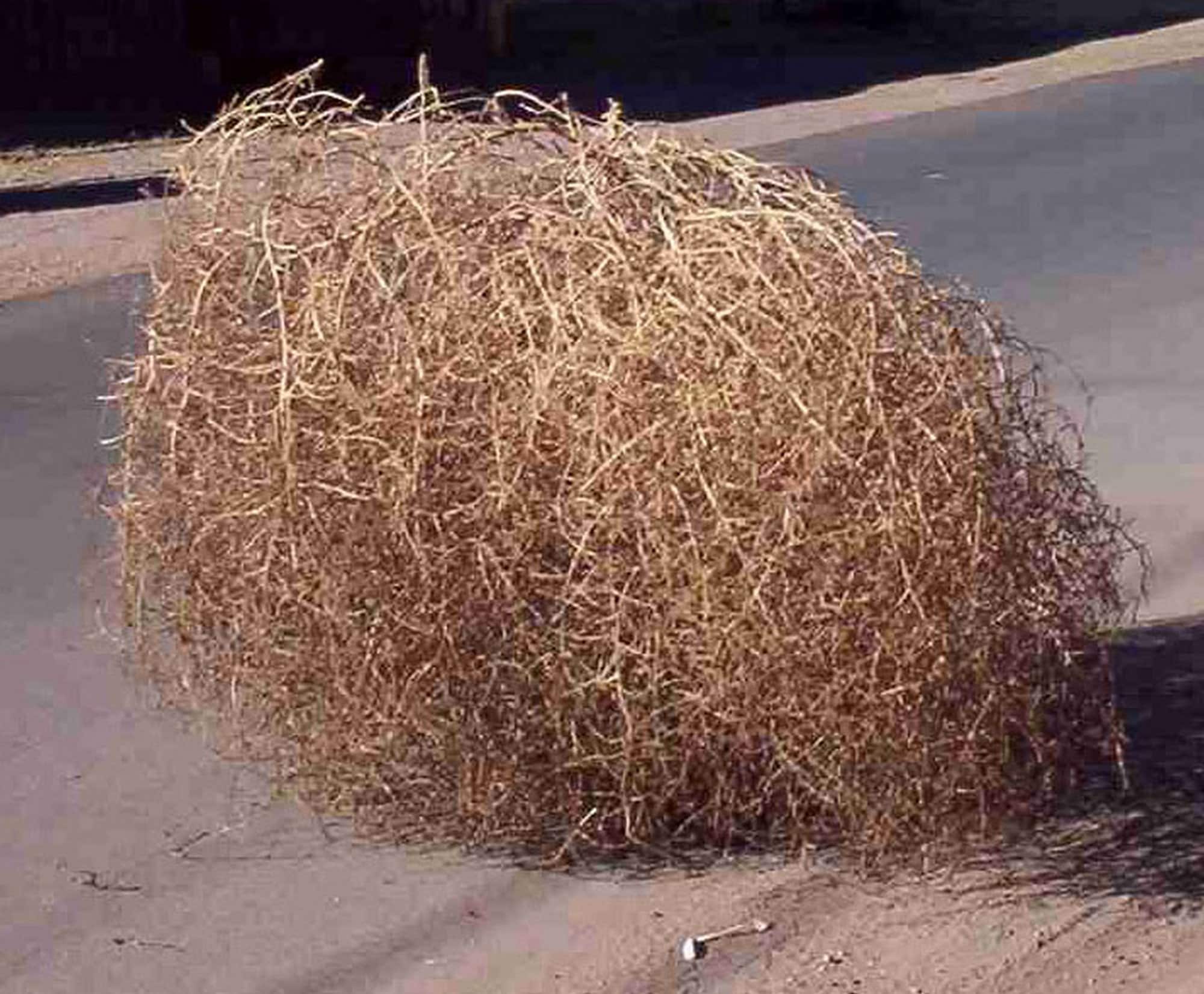 Tumbleweed/Virevoltants 80-100cm