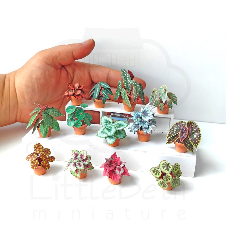 Pu&ograve; includere: Una collezione di 12 piante di carta in miniatura in vasi di terracotta. Le piante sono disposte su uno scaffale bianco con una mano sullo sfondo per la scala. Le piante sono tutte di colori e variet&agrave; diverse, tra cui verde, rosso e bianco.