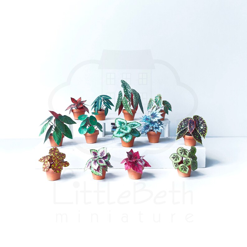 Set of Decorative Miniature Begonia Houseplant for your Dollhouse. Paper craft in size 1:12 Instant Digital downloadable and Printable PDF files. DIY Project. 
🪴 There are 13 different digital Begonia houseplants in the set.