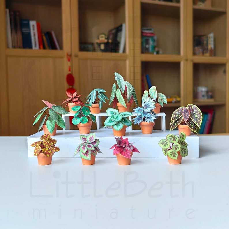 Set of Decorative Miniature Begonia Houseplant for your Dollhouse. Paper craft in size 1:12 Instant Digital downloadable and Printable PDF files. DIY Project. 
🪴 There are 13 different digital Begonia houseplants in the set.