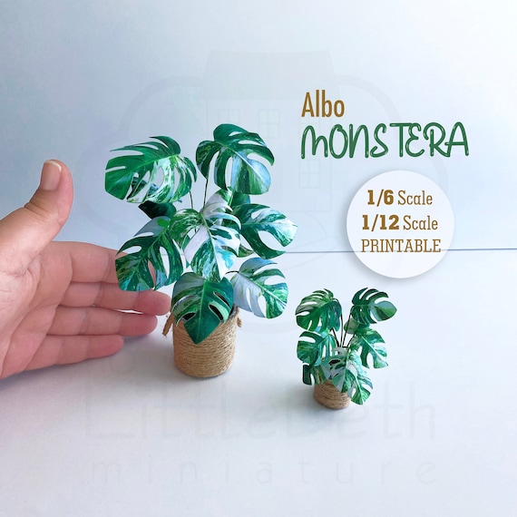 splendid philodendron Philodendron 'Splendid'  Foliage Factory