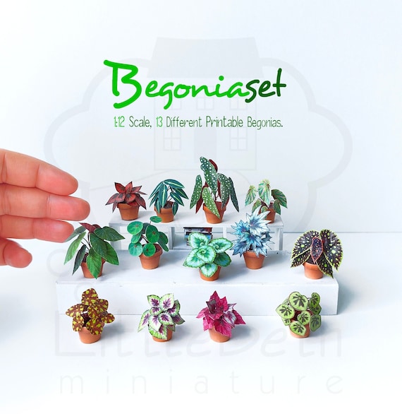 Dollhouse Miniatures Houseplants Begonia set 1:12 Scale 13 Different printable PDF Files. Instant Digital DOWNLOAD