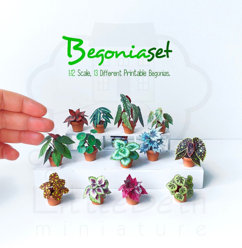Set of Decorative Miniature Begonia Houseplant for your Dollhouse. Paper craft in size 1:12 Instant Digital downloadable and Printable PDF files. DIY Project. 
🪴 There are 13 different digital Begonia houseplants in the set.