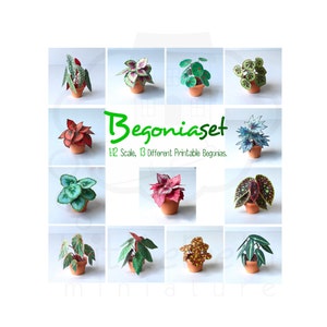 Pu&ograve; includere: Un set di 13 begonie di carta stampabili in scala 1:12. Le begonie sono di vari colori e motivi, tra cui rosso, verde e bianco. Le begonie sono in vaso e sono pronte per essere stampate e assemblate.