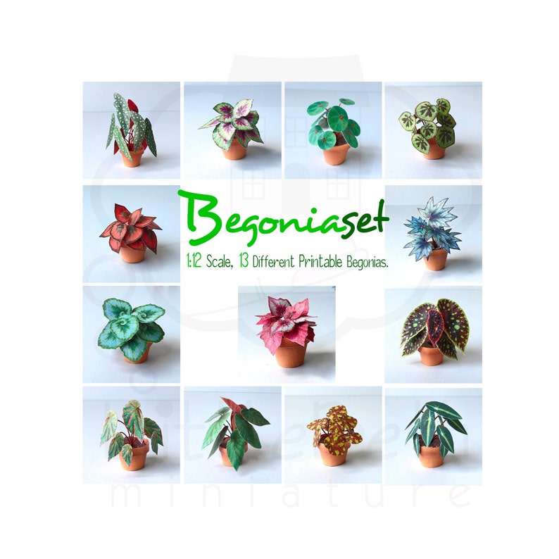Pu&ograve; includere: Un set di 13 begonie di carta stampabili in scala 1:12. Le begonie sono di vari colori e motivi, tra cui rosso, verde e bianco. Le begonie sono in vaso e sono pronte per essere stampate e assemblate.