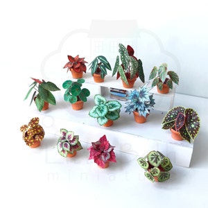 Set of Decorative Miniature Begonia Houseplant for your Dollhouse. Paper craft in size 1:12 Instant Digital downloadable and Printable PDF files. DIY Project. 
🪴 There are 13 different digital Begonia houseplants in the set.