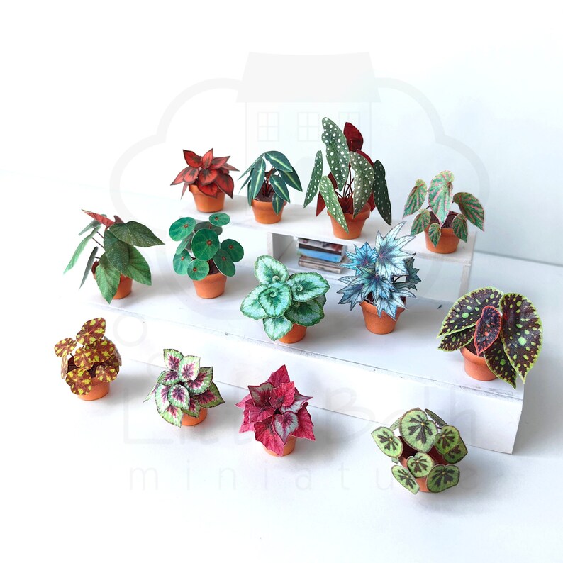 Set of Decorative Miniature Begonia Houseplant for your Dollhouse. Paper craft in size 1:12 Instant Digital downloadable and Printable PDF files. DIY Project. 
🪴 There are 13 different digital Begonia houseplants in the set.