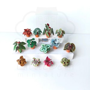 Set of Decorative Miniature Begonia Houseplant for your Dollhouse. Paper craft in size 1:12 Instant Digital downloadable and Printable PDF files. DIY Project. 
🪴 There are 13 different digital Begonia houseplants in the set.