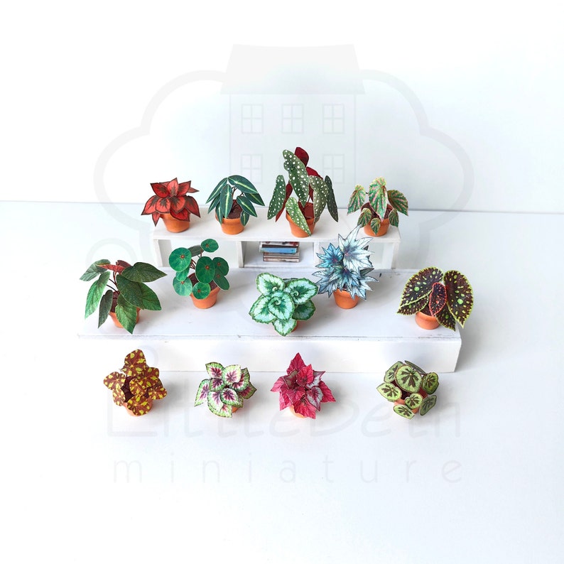 Set of Decorative Miniature Begonia Houseplant for your Dollhouse. Paper craft in size 1:12 Instant Digital downloadable and Printable PDF files. DIY Project. 
🪴 There are 13 different digital Begonia houseplants in the set.