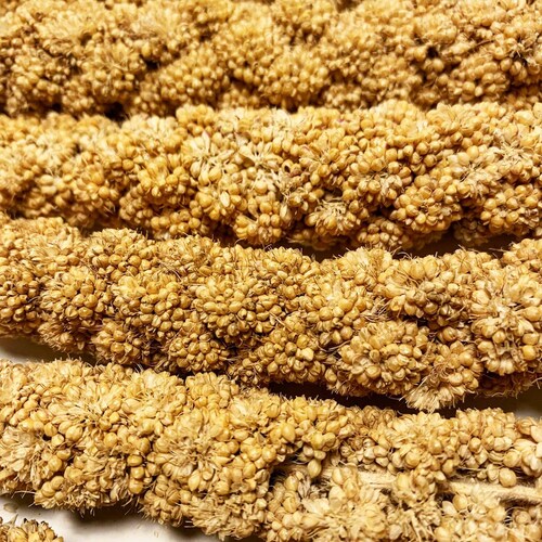 buy millet spray