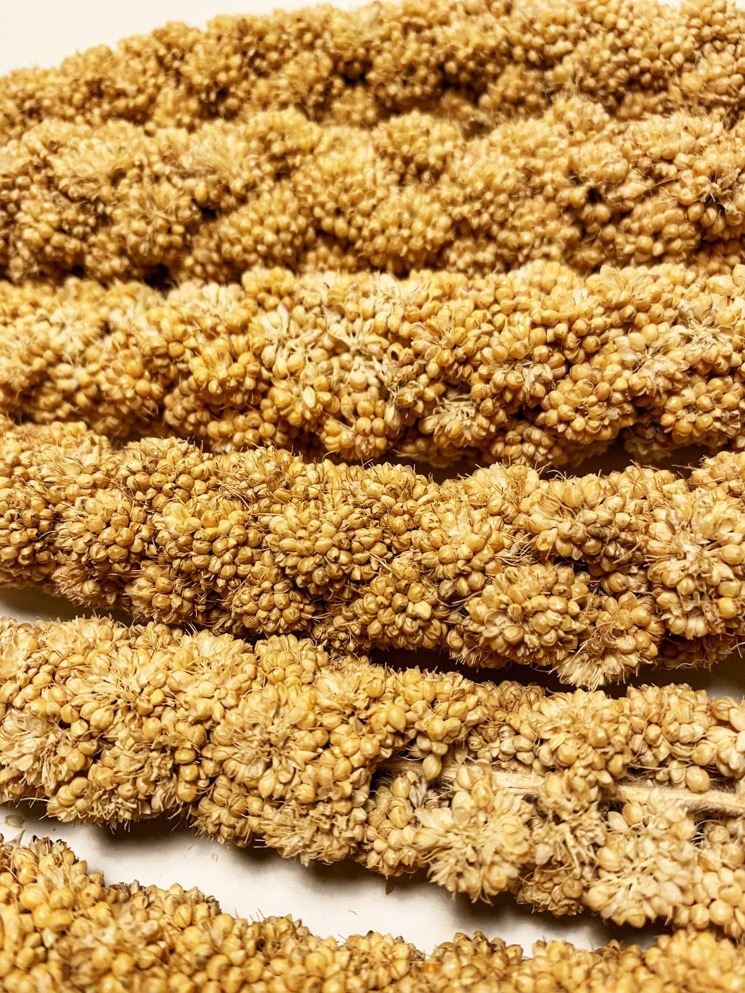 MILLET SPRAY MILLET SPRAY