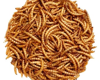 Dried Mealworms