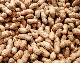 Monkey nuts