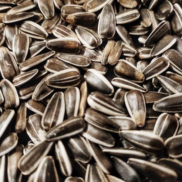 Large sunflower seeds