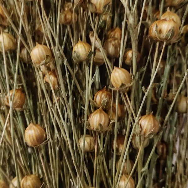 Flax spray, dried flax stems, hamster flax, bird flax, hamster flax spray, bird flax spray