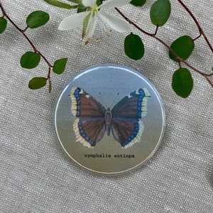 Magnet | Button | Schmetterling | Kühlschrankmagnet | Pinnwand | Zettelhalter | Nymphalis antiopa | Trauermantel