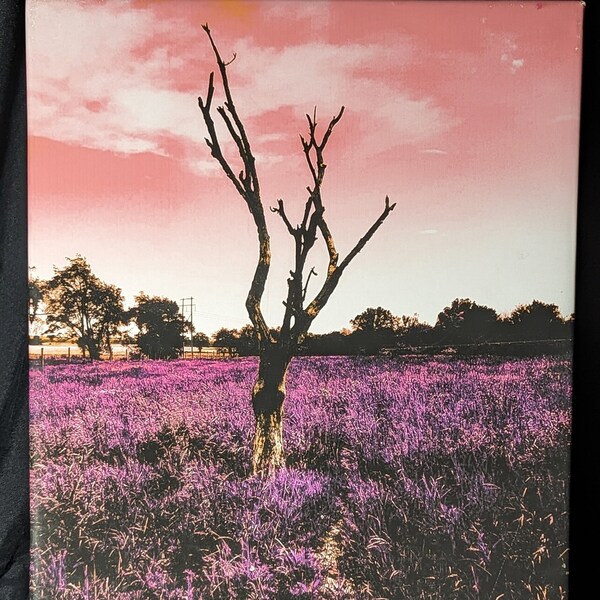 BISON TREE - Photography - Wall Decor - Prints