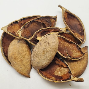 Milettia Pods - Perfect for Shrimp Betta Fish Aquarium Beneficial Water Additive IAL Indian Almond Leaf Tannins