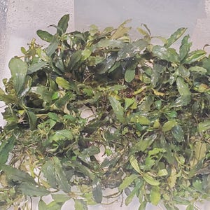 May include: A close-up shot of a collection of green aquatic plants. The leaves are various shades of green, with some showing signs of wear. The plants appear to be densely packed together, creating a lush, textured appearance. The image is well-lit, highlighting the details of the leaves.