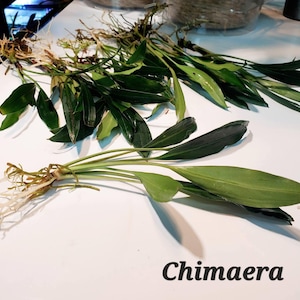 May include: Several green aquatic plants with long, slender leaves and visible root systems are arranged on a white surface. The word "Chimaera" is printed in black at the bottom of the image. These plants are likely for an aquarium or terrarium.