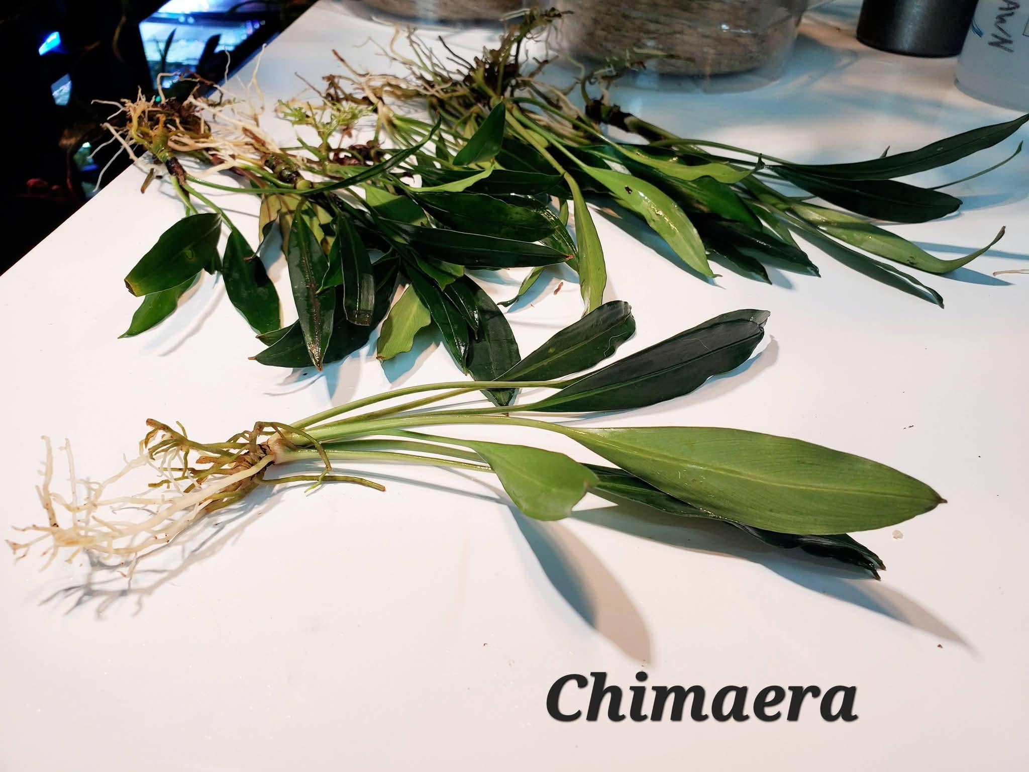 Bucephalandra sp. Murung raya【LA0515-04】 Bucephalandra Sp Plants - Etsy
