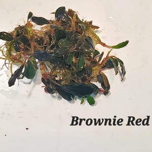 May include: A cluster of aquatic plants with dark green leaves and reddish-brown stems. The text "Brownie Red" is displayed below the plants. The plants are on a white surface.