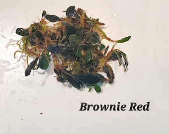 Hellfire Bucephalandra Pot - Buce Live Aquarium Plant Aquascape